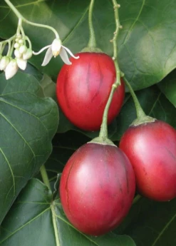 Tree Tomato, Red (Cyphomandra Betaceae) -Hot Sale Sow Exotic Store tree tomato cyphomandra betaceae2