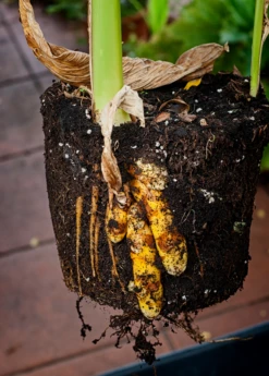 Turmeric, Orange (Curcuma Longa) -Hot Sale Sow Exotic Store turmeric Curcuma longa root plant in a pot