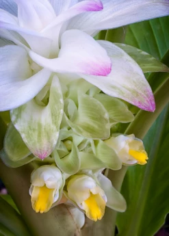 Turmeric, Orange (Curcuma Longa) -Hot Sale Sow Exotic Store turmeric flower