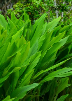 Turmeric, Orange (Curcuma Longa) -Hot Sale Sow Exotic Store turmeric foliage