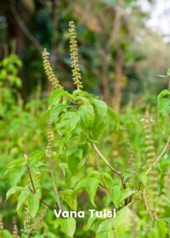 Adaptogen Herb Bundle: Gotu Kola, Skullcap, Ashwagandha, Tulsi -Hot Sale Sow Exotic Store vana tulsi plant for sale SowExotic.com