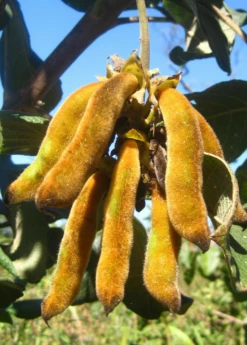 Velvet Bean (Mucuna Pruriens) -Hot Sale Sow Exotic Store velvet bean mucana pruriens