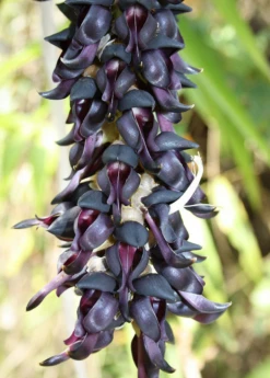 Velvet Bean (Mucuna Pruriens) -Hot Sale Sow Exotic Store velvet bean mucana pruriens flowers