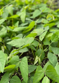 Velvet Bean (Mucuna Pruriens) -Hot Sale Sow Exotic Store velvetbeanPlantSowExotic