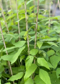 Velvet Bean (Mucuna Pruriens) -Hot Sale Sow Exotic Store velvetbeansowexotic