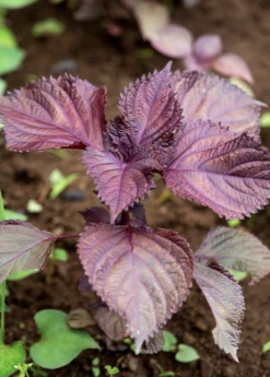 Vietnamese Perilla, Lá Tía Tô (Perilla Frutescens) -Hot Sale Sow Exotic Store vietnamese perilla plants for sale SowExotic.com