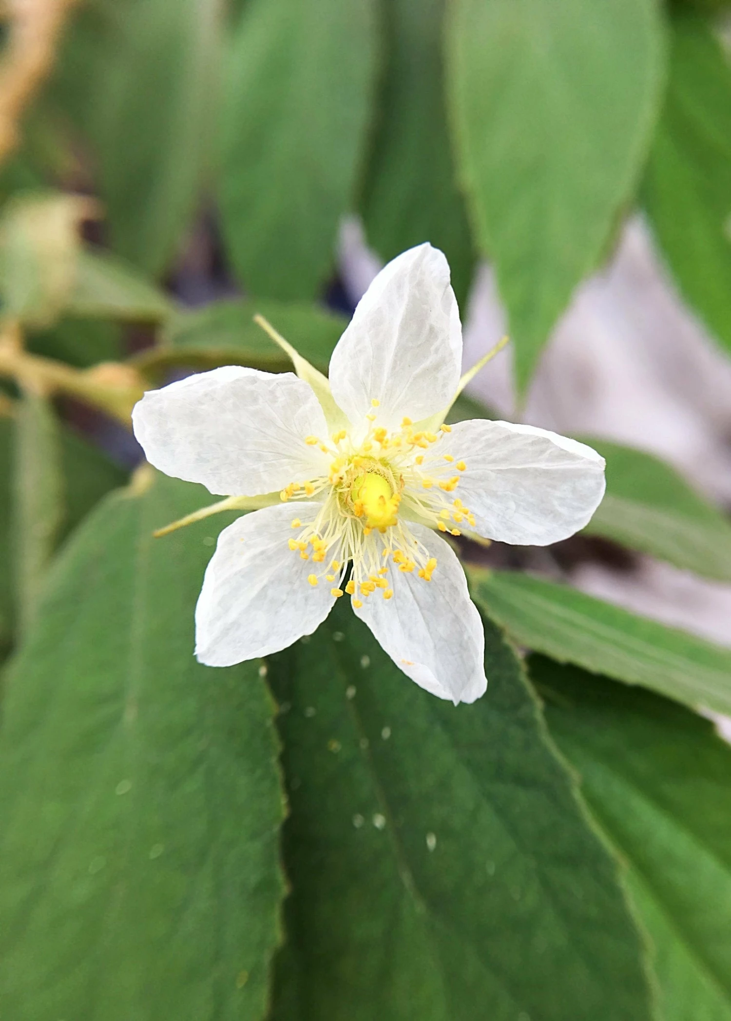 Strawberry Tree, Red (Muntingia Calabura) 2 Strawberry Tree, Red (Muntingia Calabura) - Image 2