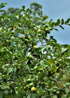 Guava, Wild Florida (Psidium Guajava)