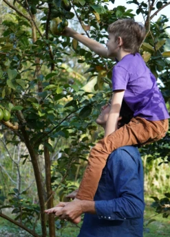 Guava, Wild Florida (Psidium Guajava) -Hot Sale Sow Exotic Store wildfloridaguavasowexoticnursery