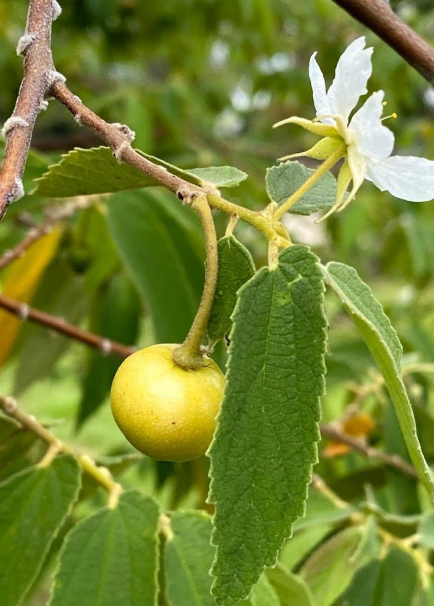 Strawberry Tree, Yellow (Muntingia Calabura) 1 Strawberry Tree, Yellow (Muntingia Calabura)